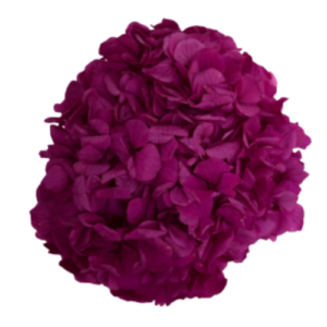 Hortensia Preservada