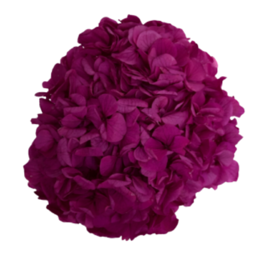 Hortensia Preservada